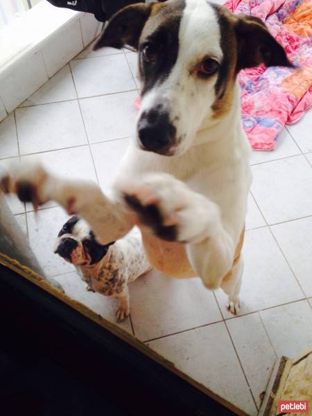 Jack Russell Terrier, Köpek  Layka fotoğrafı