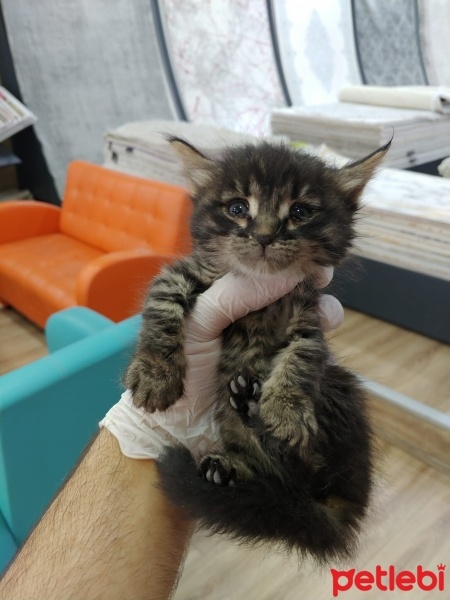 Tekir Kedi, Kedi  prens fotoğrafı