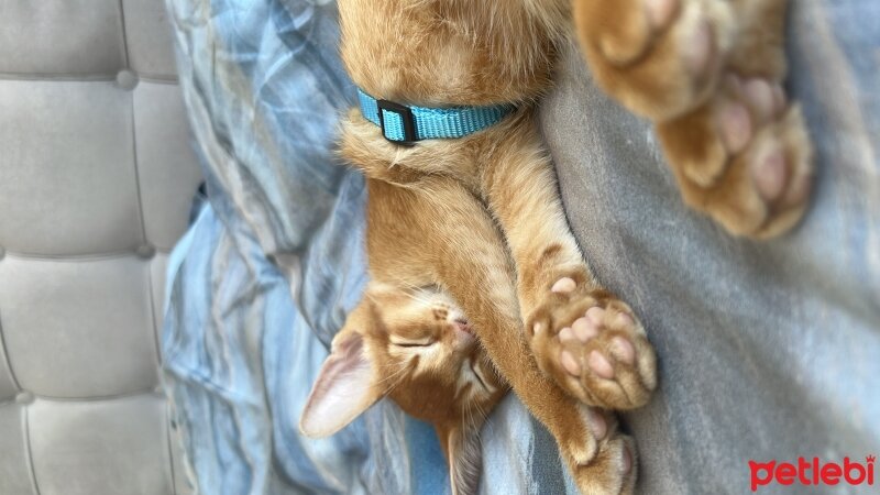 Abyssinian, Kedi  MILAN fotoğrafı