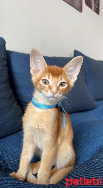 Abyssinian, Kedi  MILAN fotoğrafı