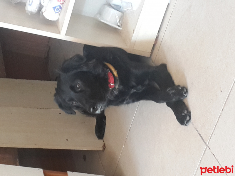 Labrador Retriever, Köpek  Kömür  fotoğrafı