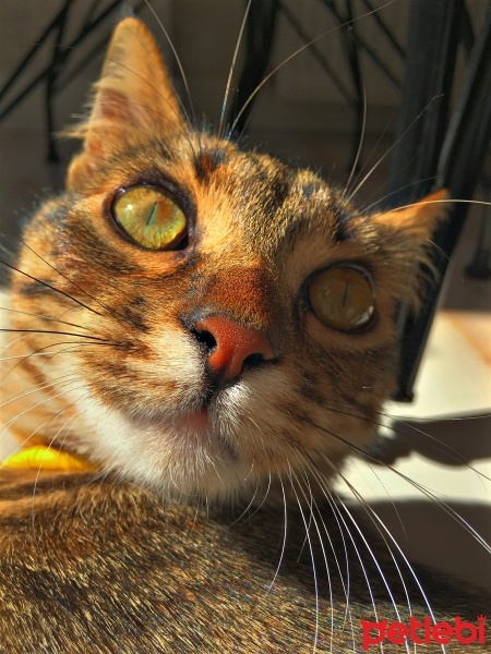 Tekir Kedi, Kedi  Ceviz fotoğrafı