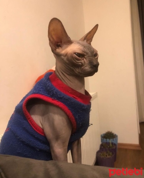 Sphynx, Kedi  Sushi fotoğrafı