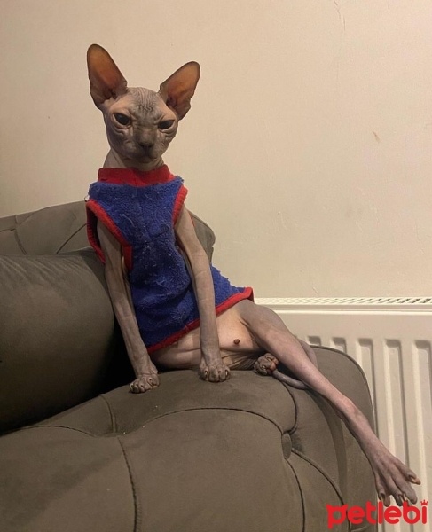 Sphynx, Kedi  Sushi fotoğrafı