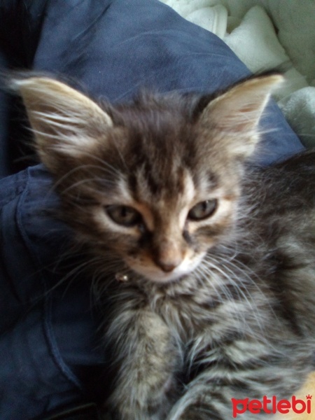 Tekir Kedi, Kedi  Venüs fotoğrafı