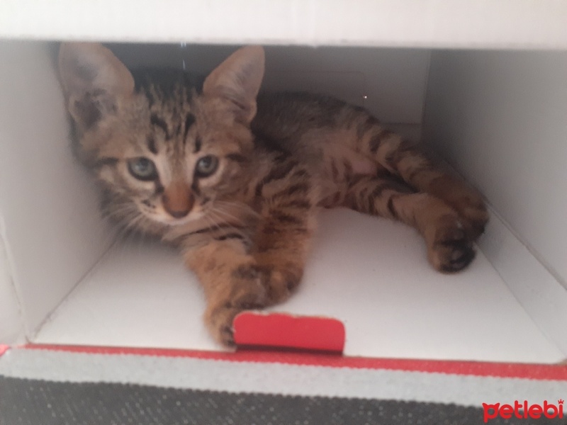 Tekir Kedi, Kedi  Kimyon fotoğrafı