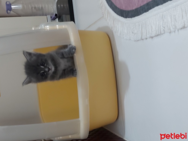 Tekir Kedi, Kedi  Mişa fotoğrafı