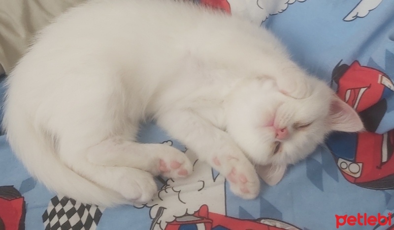 Tekir Kedi, Kedi  Mişa fotoğrafı