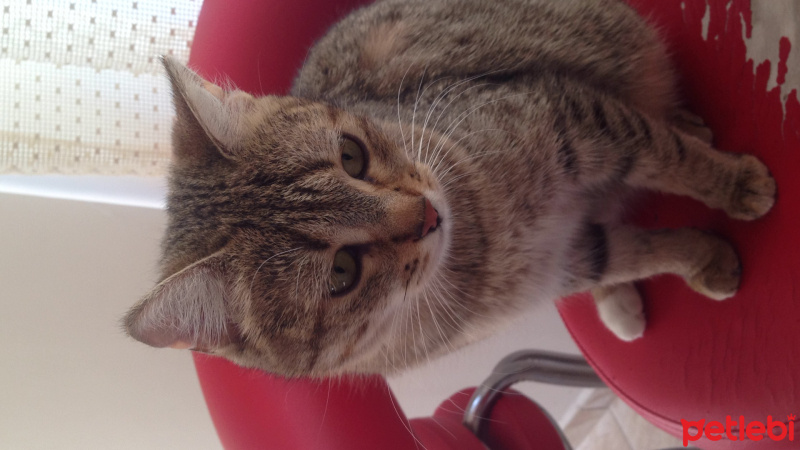 Tekir Kedi, Kedi  Pati fotoğrafı