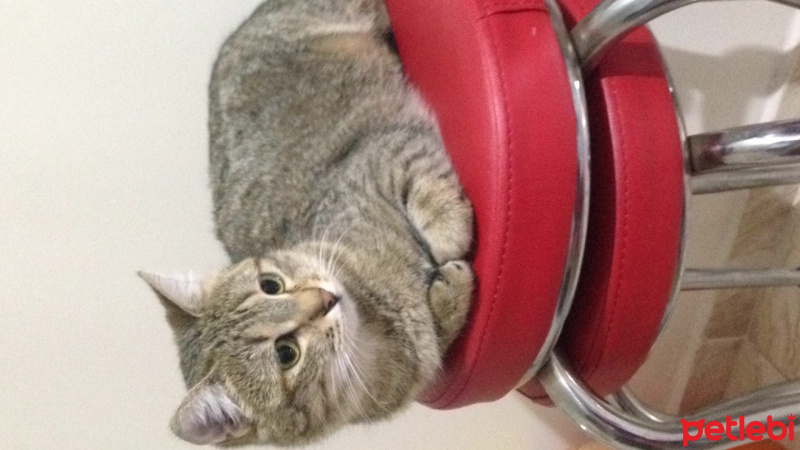 Tekir Kedi, Kedi  Pati fotoğrafı