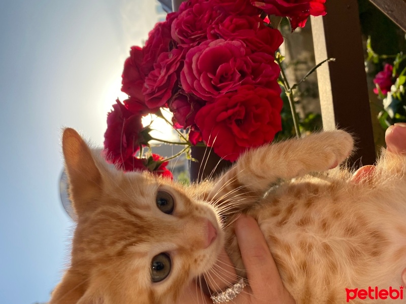 Sarman, Kedi  Bal fotoğrafı