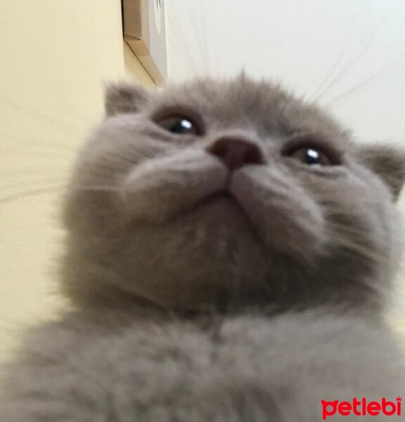 Scottish Fold, Kedi  Lokum fotoğrafı