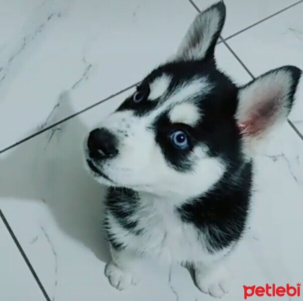 Sibirya Kurdu (Husky), Köpek  Mia fotoğrafı