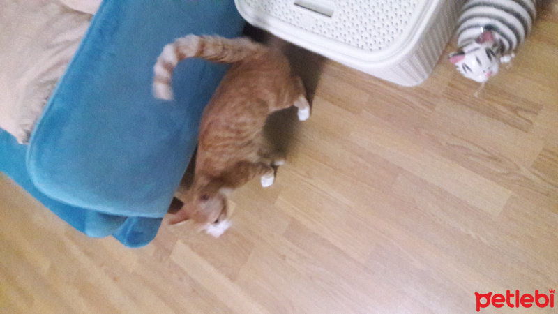 Tekir Kedi, Kedi  Oğluş fotoğrafı