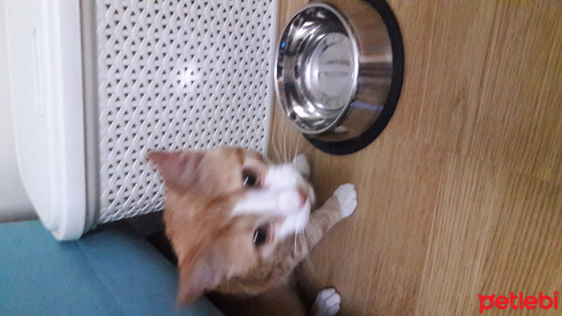 Tekir Kedi, Kedi  Oğluş fotoğrafı