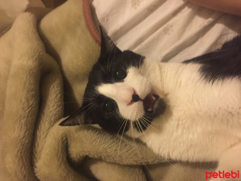 Tuxedo (Smokin) Kedi, Kedi  Leda fotoğrafı