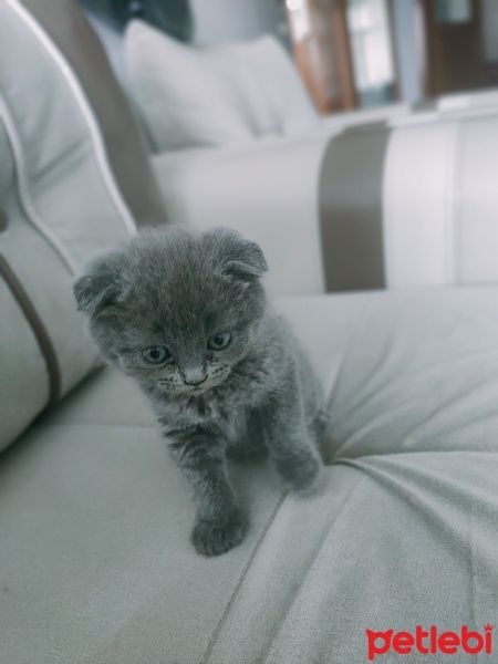 Scottish Fold, Kedi  Duman fotoğrafı
