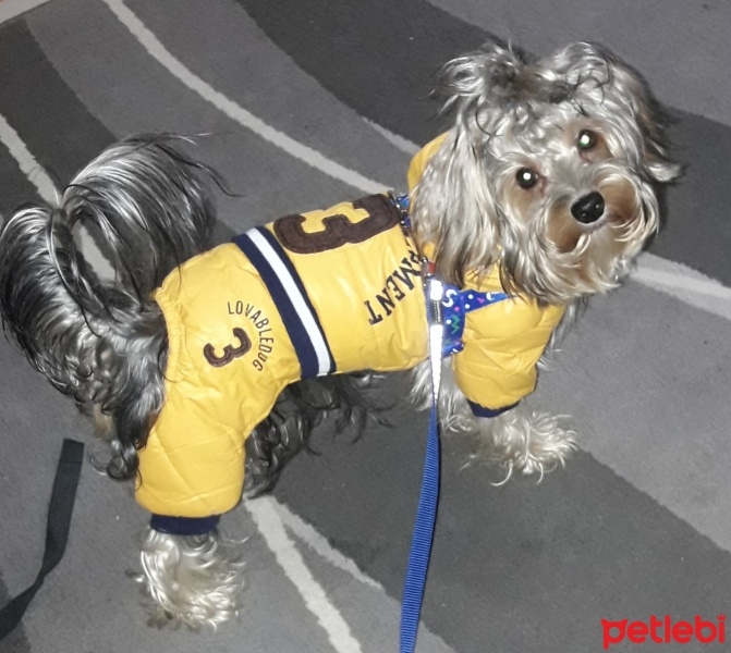 Yorkshire Terrier, Köpek  Lucky fotoğrafı