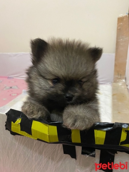 Pomeranyalı, Köpek  Fındık fotoğrafı