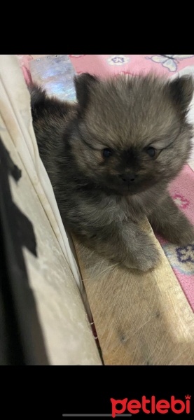 Pomeranyalı, Köpek  Fındık fotoğrafı