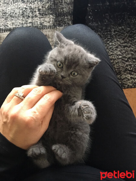 British Shorthair, Kedi  Duman fotoğrafı