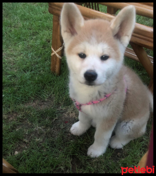 Akita İnu, Köpek  TOKYO fotoğrafı