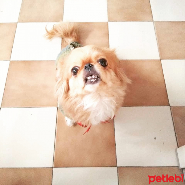 Pekingese, Köpek  Şeker fotoğrafı