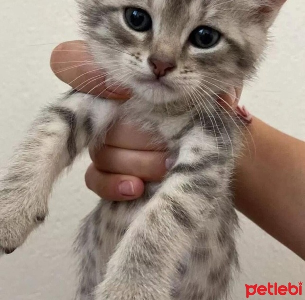 Tekir Kedi, Kedi  Odin fotoğrafı