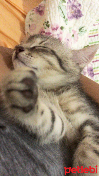 Tekir Kedi, Kedi  Odin fotoğrafı