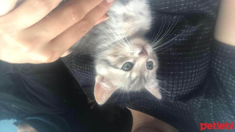 Tekir Kedi, Kedi  Odin fotoğrafı