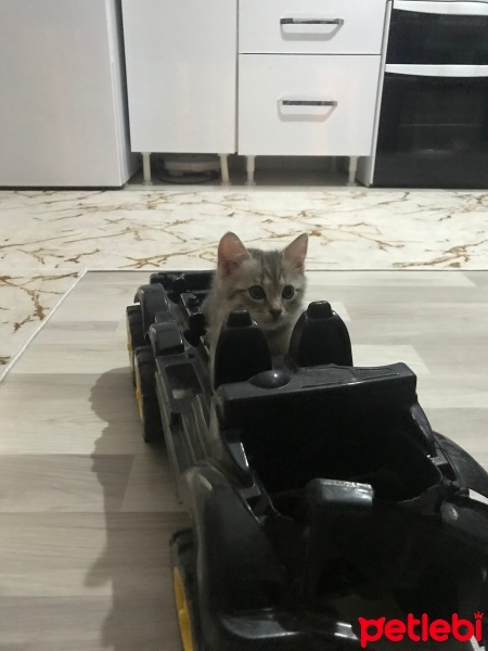 Tekir Kedi, Kedi  Odin fotoğrafı