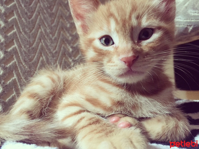 Tekir Kedi, Kedi  Behlül fotoğrafı