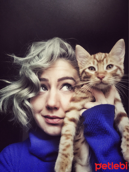 Tekir Kedi, Kedi  Behlül fotoğrafı