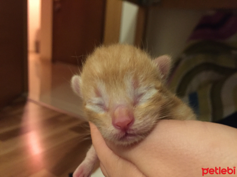 Tekir Kedi, Kedi  Behlül fotoğrafı