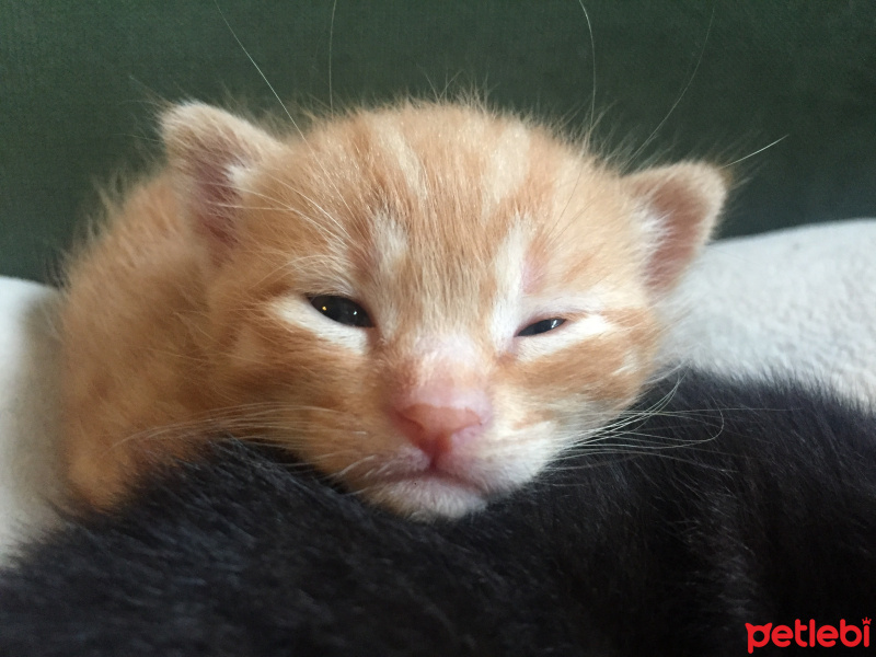Tekir Kedi, Kedi  Behlül fotoğrafı