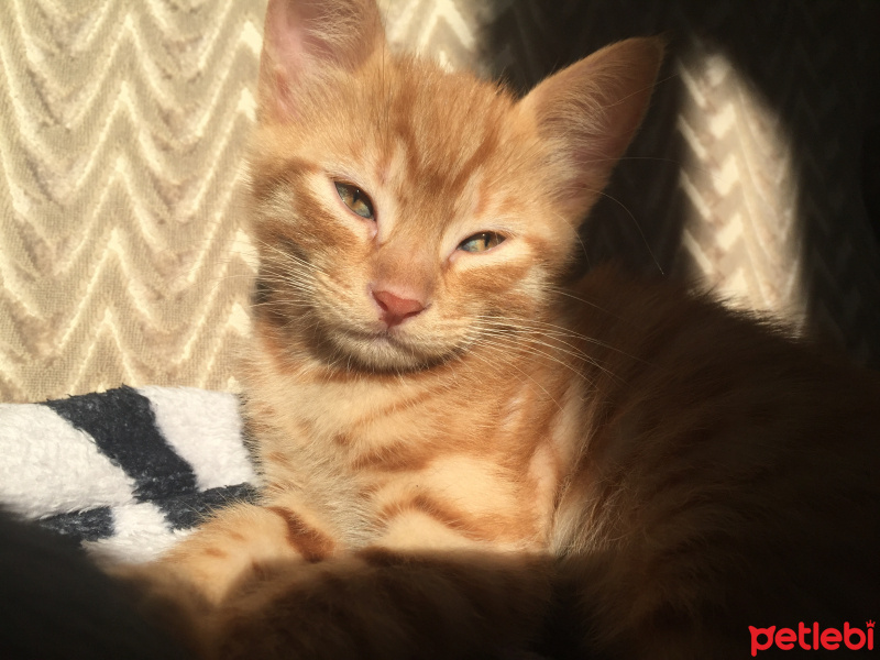 Tekir Kedi, Kedi  Behlül fotoğrafı