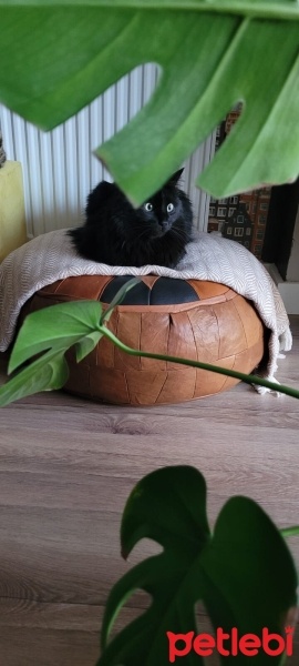 Tiffany/Chantilly, Kedi  oniks fotoğrafı