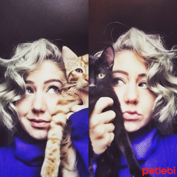 Tekir Kedi, Kedi  Bihter fotoğrafı
