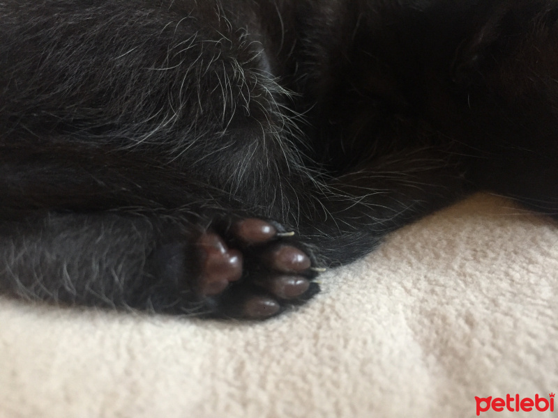 Tekir Kedi, Kedi  Bihter fotoğrafı