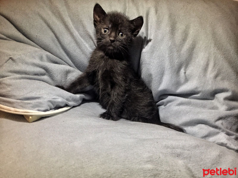 Tekir Kedi, Kedi  Bihter fotoğrafı