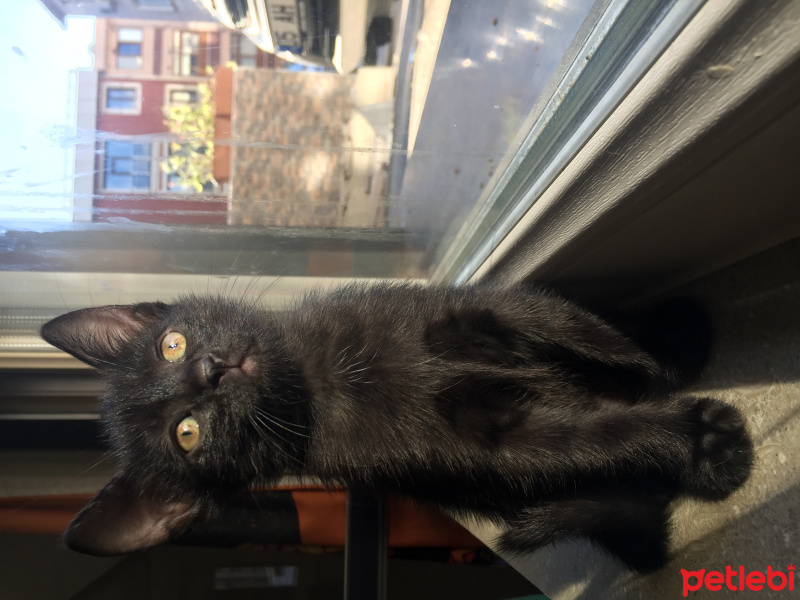 Tekir Kedi, Kedi  Bihter fotoğrafı