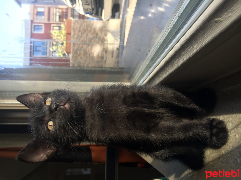 Tekir Kedi, Kedi  Bihter fotoğrafı