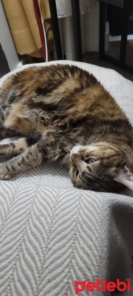 Tekir Kedi, Kedi  mercan fotoğrafı