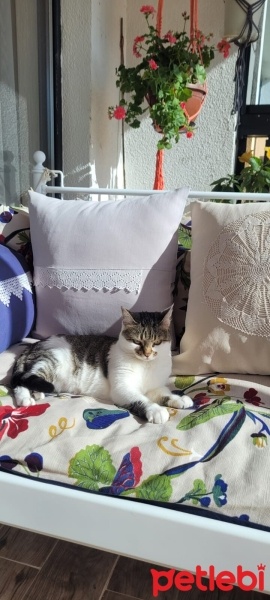 Tekir Kedi, Kedi  dolunay fotoğrafı