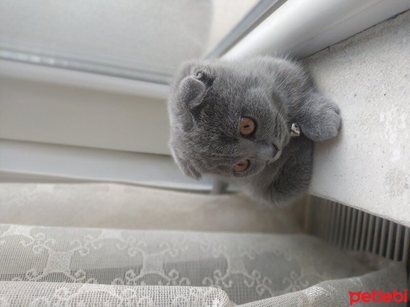 Scottish Fold, Kedi  Çakıl fotoğrafı