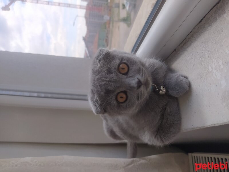 Scottish Fold, Kedi  Çakıl fotoğrafı