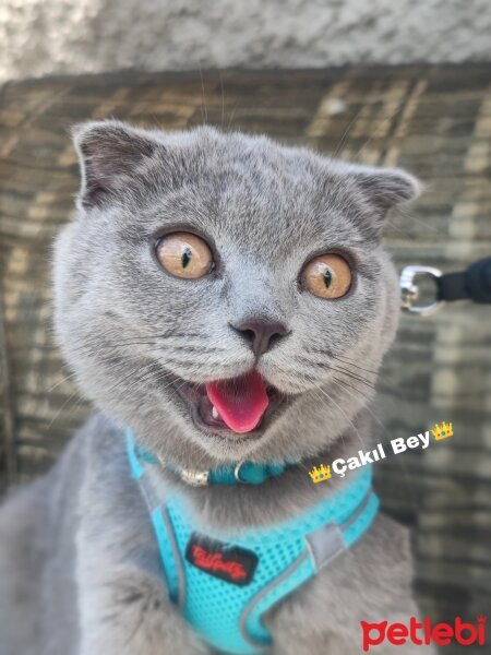 Scottish Fold, Kedi  Çakıl fotoğrafı