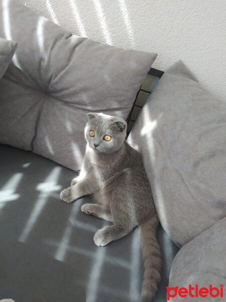 Scottish Fold, Kedi  Çakıl fotoğrafı