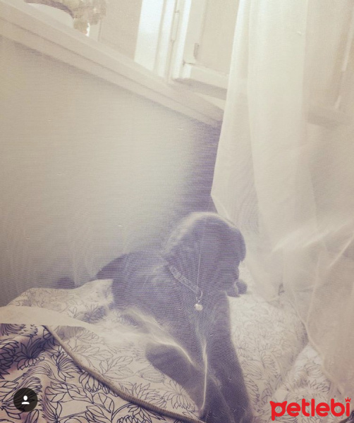 Scottish Fold, Kedi  Bulut  fotoğrafı