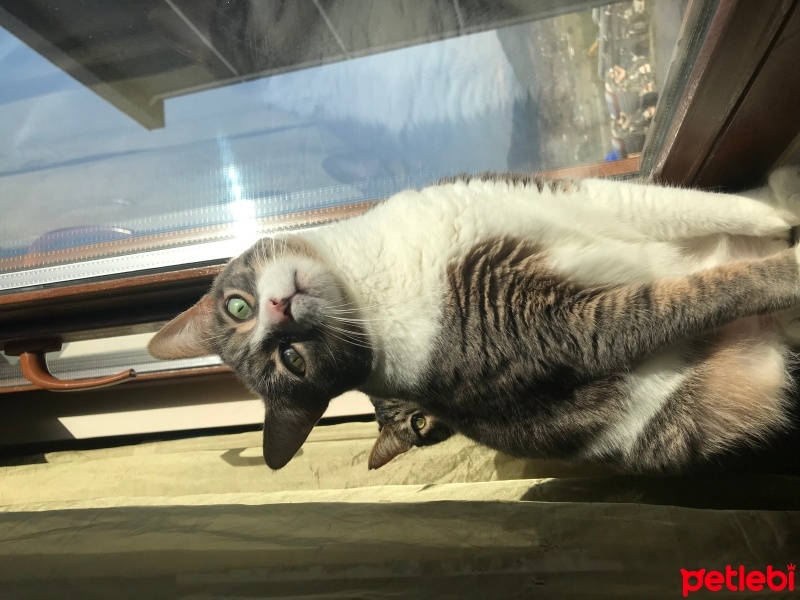 Tekir Kedi, Kedi  Safiye fotoğrafı